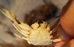 Portunidae
