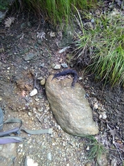 Canis lupus italicus