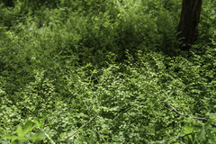 Adiantum aethiopicum