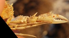 Portunidae