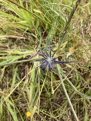 Eryngium ovinum