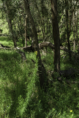 Chrysocephalum semipapposum