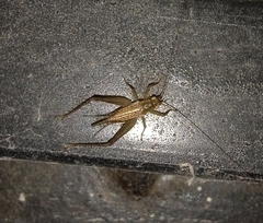 Anaxipha exigua