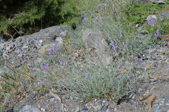 Penstemon sepalulus