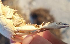 Portunidae