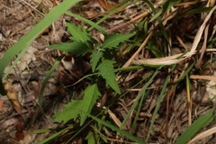 Centratherum riparium