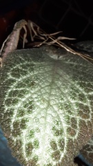 Episcia