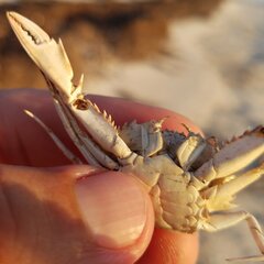 Portunidae