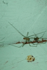 Pholcus phalangioides