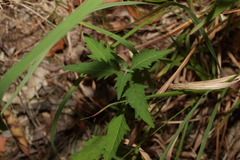 Centratherum riparium