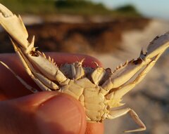 Portunidae