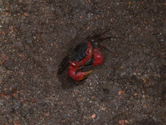 Neosarmatium meinerti