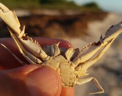 Portunidae