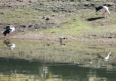 Oressochen melanopterus