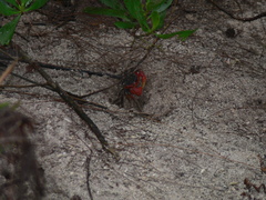 Neosarmatium meinerti