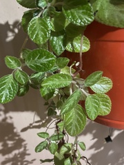 Pilea nummulariifolia