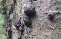 Hypoxylaceae
