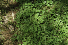 Dichondra repens