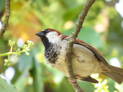 Passer domesticus