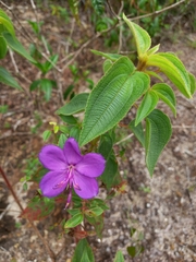 Rhynchanthera grandiflora