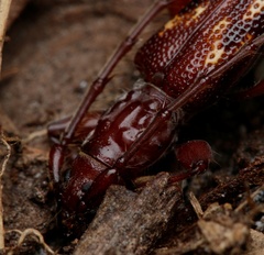 Coptocercus aberrans