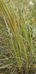 Austrostipa scabra