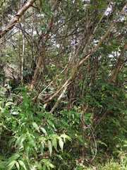 Maclura tinctoria