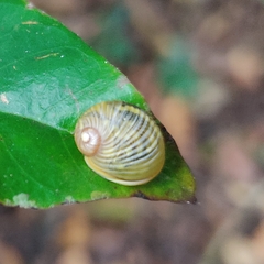 Simpulopsis
