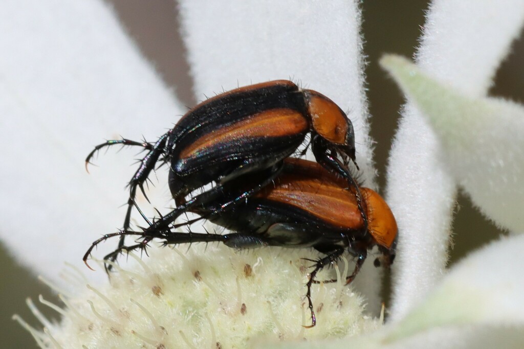 Nectar Scarabs from Sydney NSW, Australia on November 18, 2022 at 11:24 ...