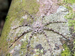 Pandercetes