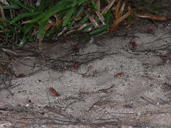Neosarmatium meinerti