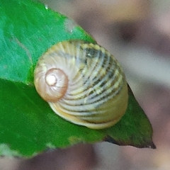 Simpulopsis