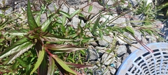 Epilobium tetragonum