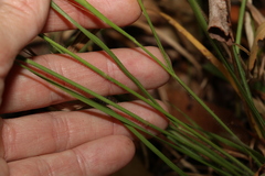 Panicum simile