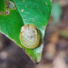 Simpulopsis
