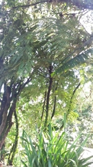 Cyathea