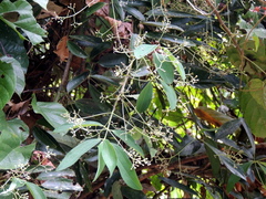 Cinnamomum