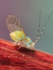 Psyllidae