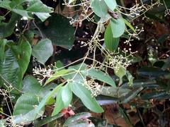 Cinnamomum