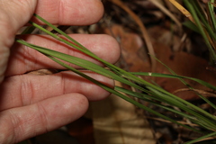 Panicum simile