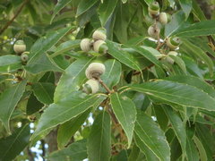 Quercus myrsinifolia