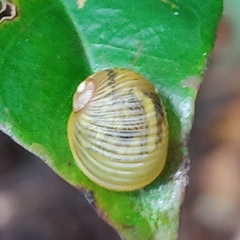 Simpulopsis