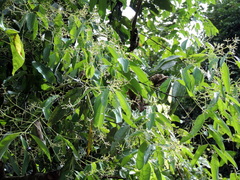 Cinnamomum