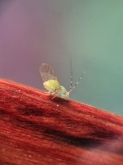 Psyllidae
