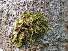 Cryphaea heteromalla