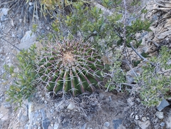 Echinocactus platyacanthus