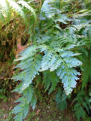 Selaginella willdenowii