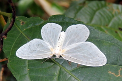 Genusa destituta