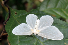 Genusa destituta