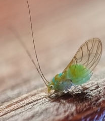 Psyllidae